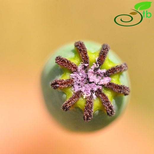 Papaver macrostomum