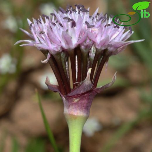 Allium efeae