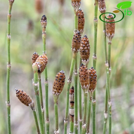 Equisetum ramosissimum