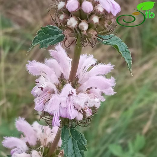 Phlomis-Çalba