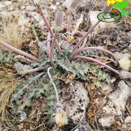 Taraxacum montanum