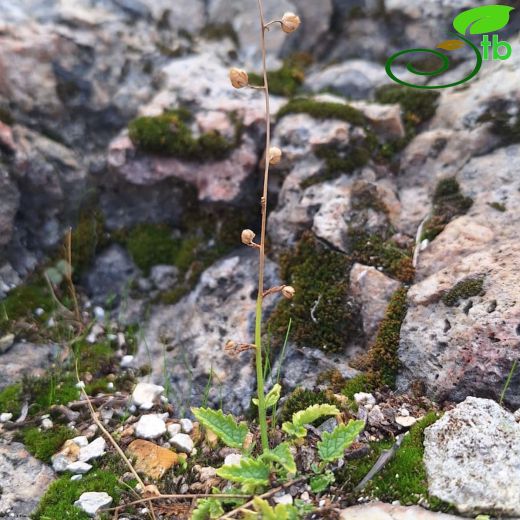 Verbascum-Sığırkuyruğu
