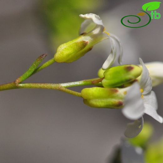 Arabis alanyensis