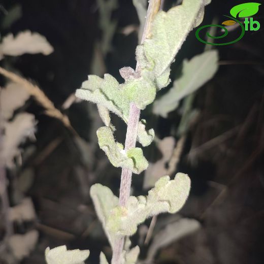Asteraceae-Papatyagiller