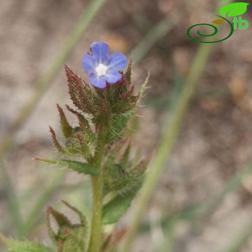 Lycopsis orientalis
