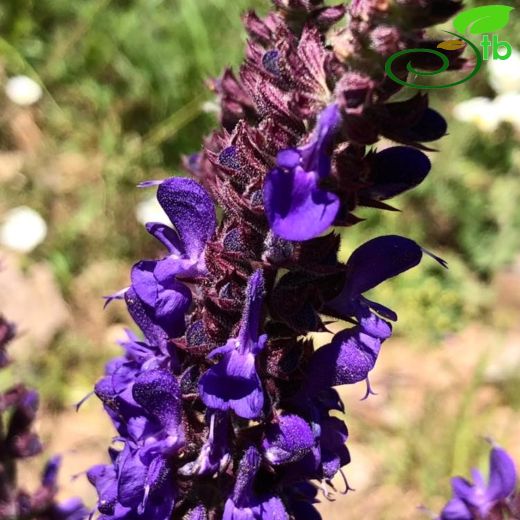 Salvia amplexicaulis