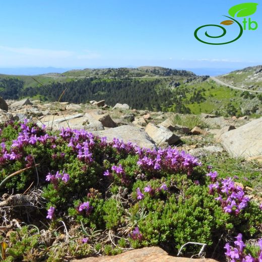 Thymus cherlerioides