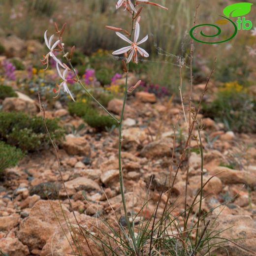 Xanthorrhoeaceae-Çirişgiller