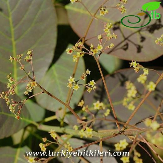 Cotinus-Boyacısumağı