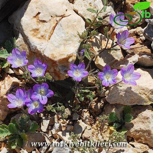 Legousia speculum-veneris