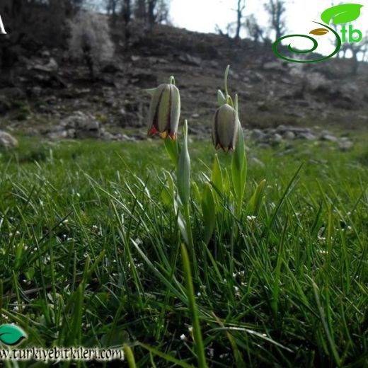 Fritillaria amana