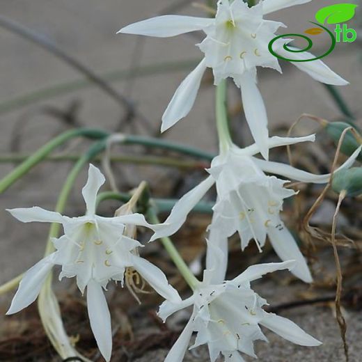 Pancratium-Kumzambağı