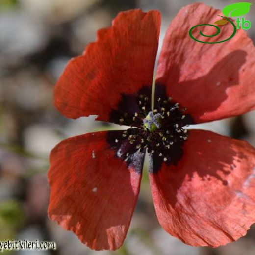 Papaver hybridum