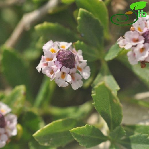 Verbenaceae-Mineçiçeğigiller