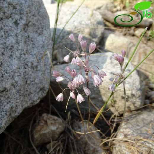 Allium sibthorpianum