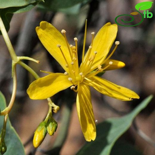 Hypericum pamphylicum