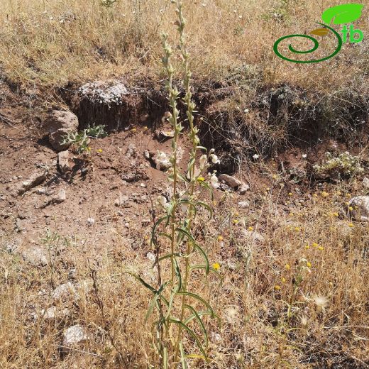 Plantaginaceae-Sinirotugiller