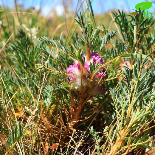 Astragalus baibutensis