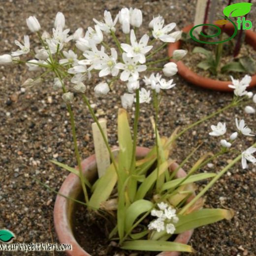 Allium trifoliatum