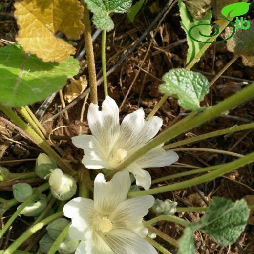 Alcea acaulis