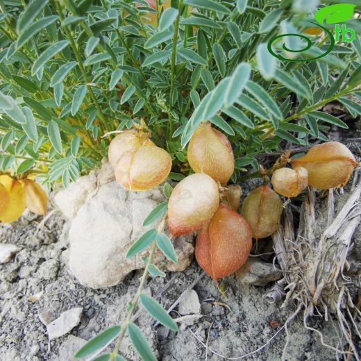 Astragalus acikirensis