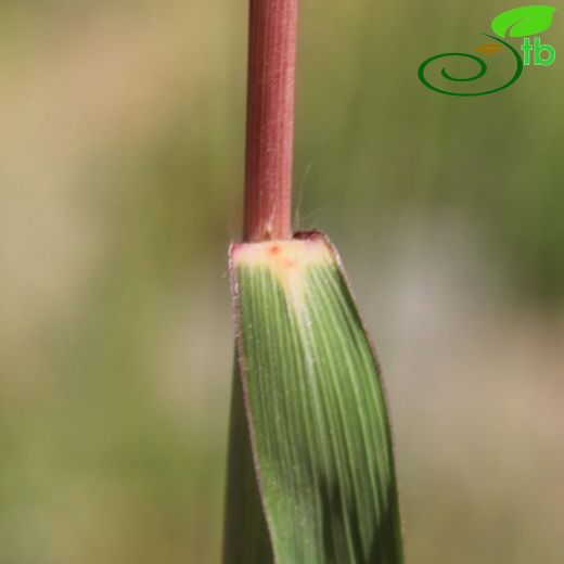 Tripidium strictum