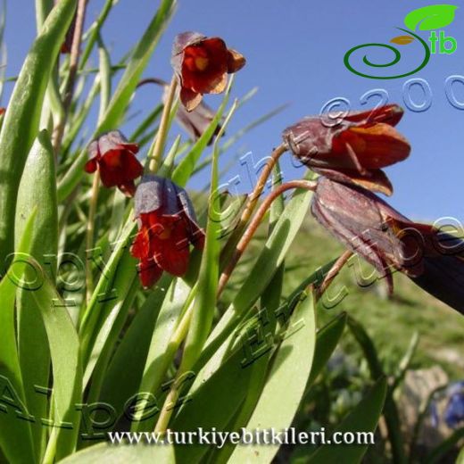 Fritillaria assyriaca