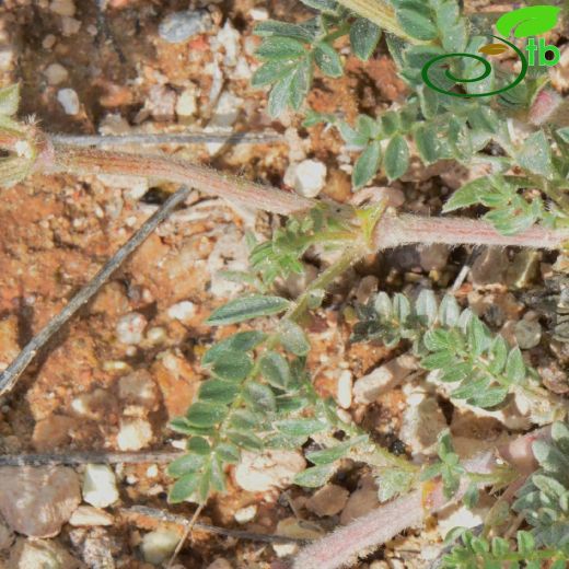Astragalus mesogitanus