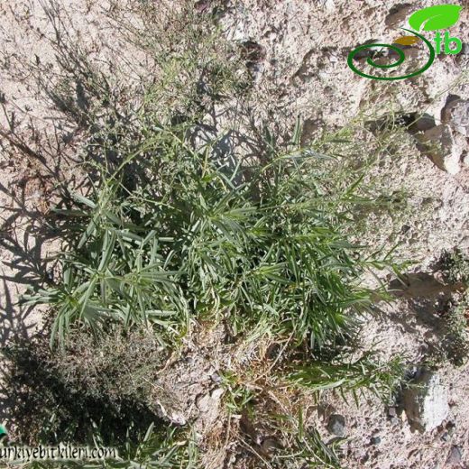 Gypsophila germanicopolitana