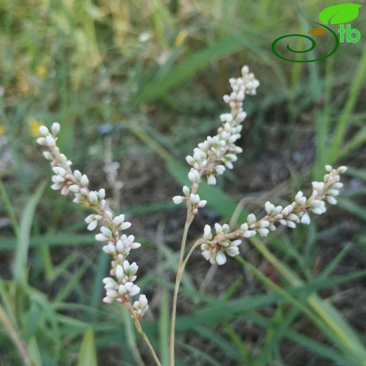 Polygonum-Madımak