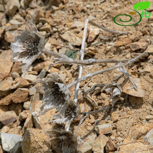 Sachokiella-Topçıngırak