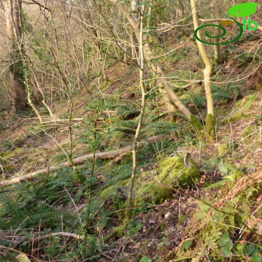 Polystichum acuelatum