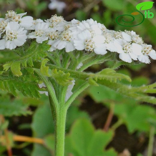 Achillea-Civanperçemi