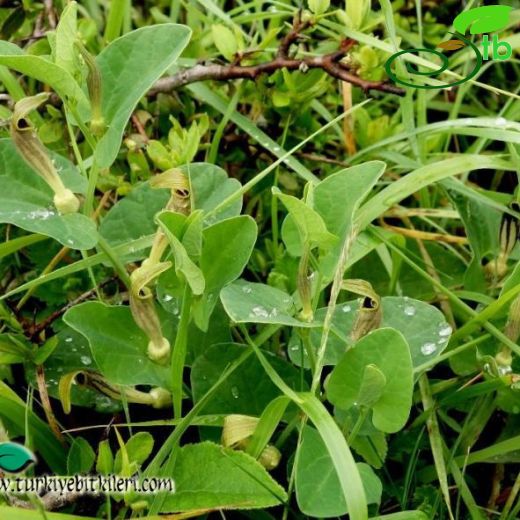 Aristolochia rotunda