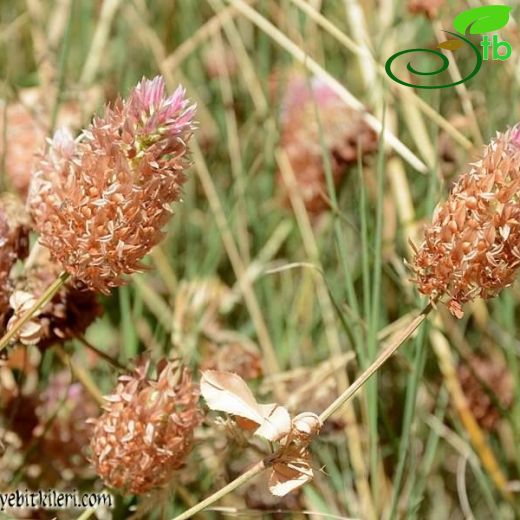 Trifolium argutum