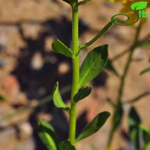 Rutaceae-Turunçgiller