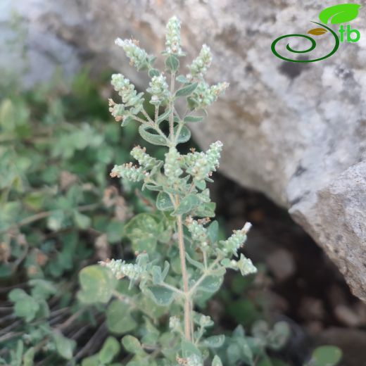 Origanum-Mercanköşk