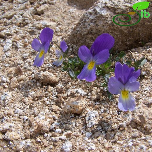 Viola altaica