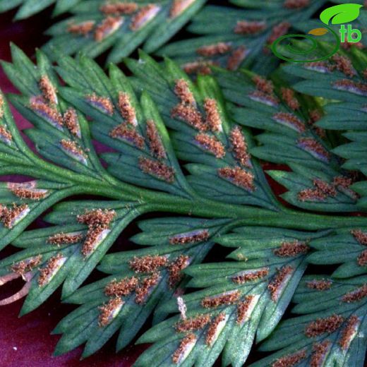 Asplenium onopteris