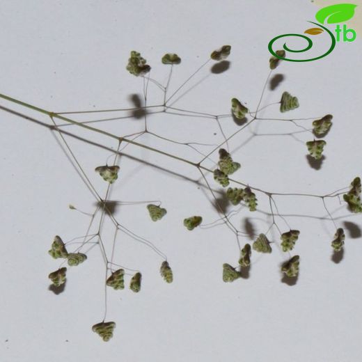 Briza minor