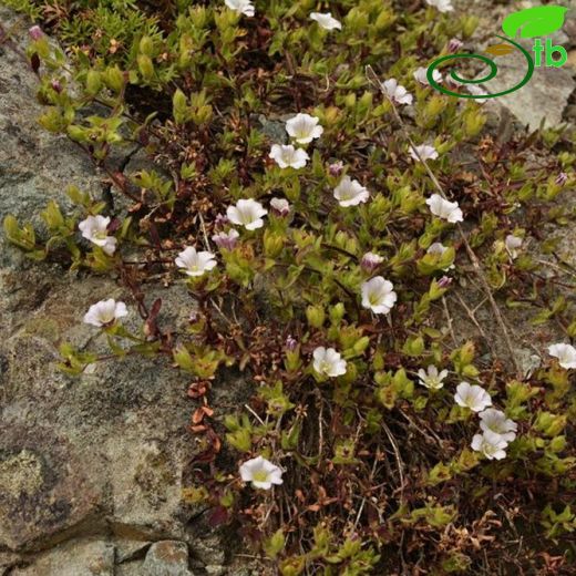 Gypsophila glandulosa