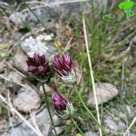 Allium junceum