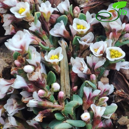 Polygonaceae-Madımakgiller