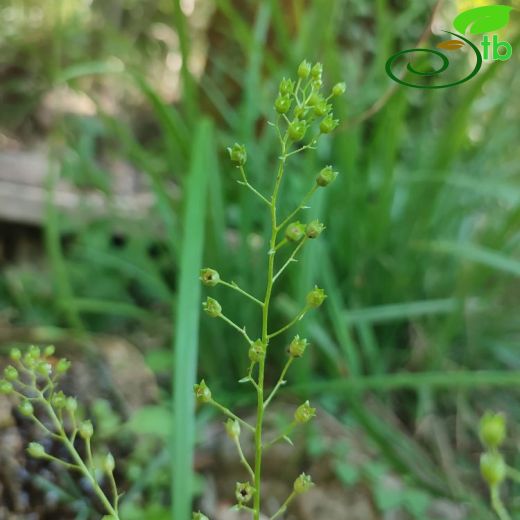 Primulaceae-Çuhaçiçeğigiller