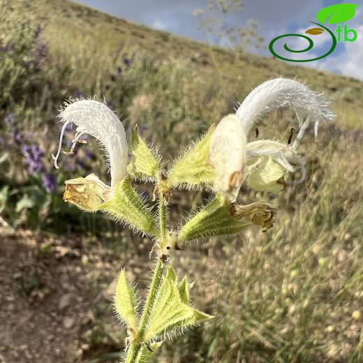 Salvia limbata