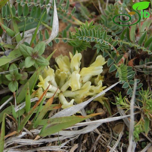 Astragalus fragrans
