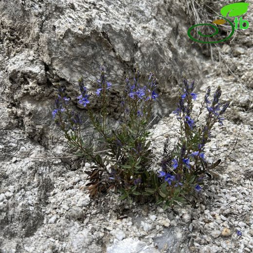 Veronica-Mavişot