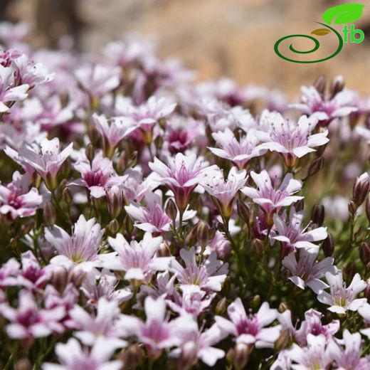 Gypsophila briquetiana