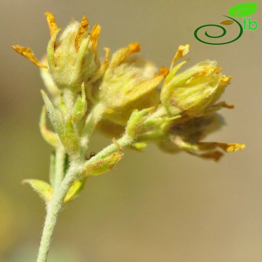 Potentilla-Beşparmakotu
