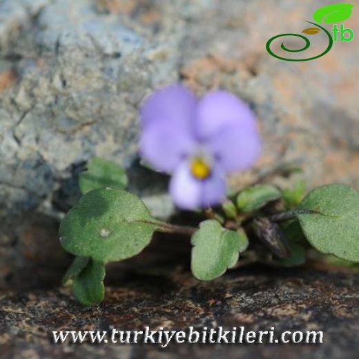 Viola heldreichiana